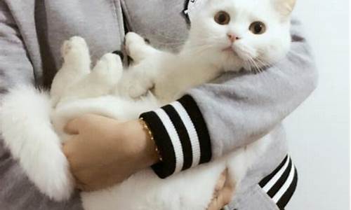 一只小猫抱着狗腿打一生肖叫什么部位_一只猫抱着钱的表情包